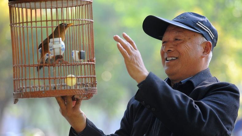笼鸟现状:每在市面上出售1只鸟,就会有10只鸟死去